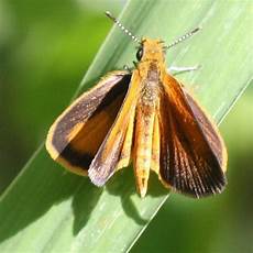 Skipper Road Cone